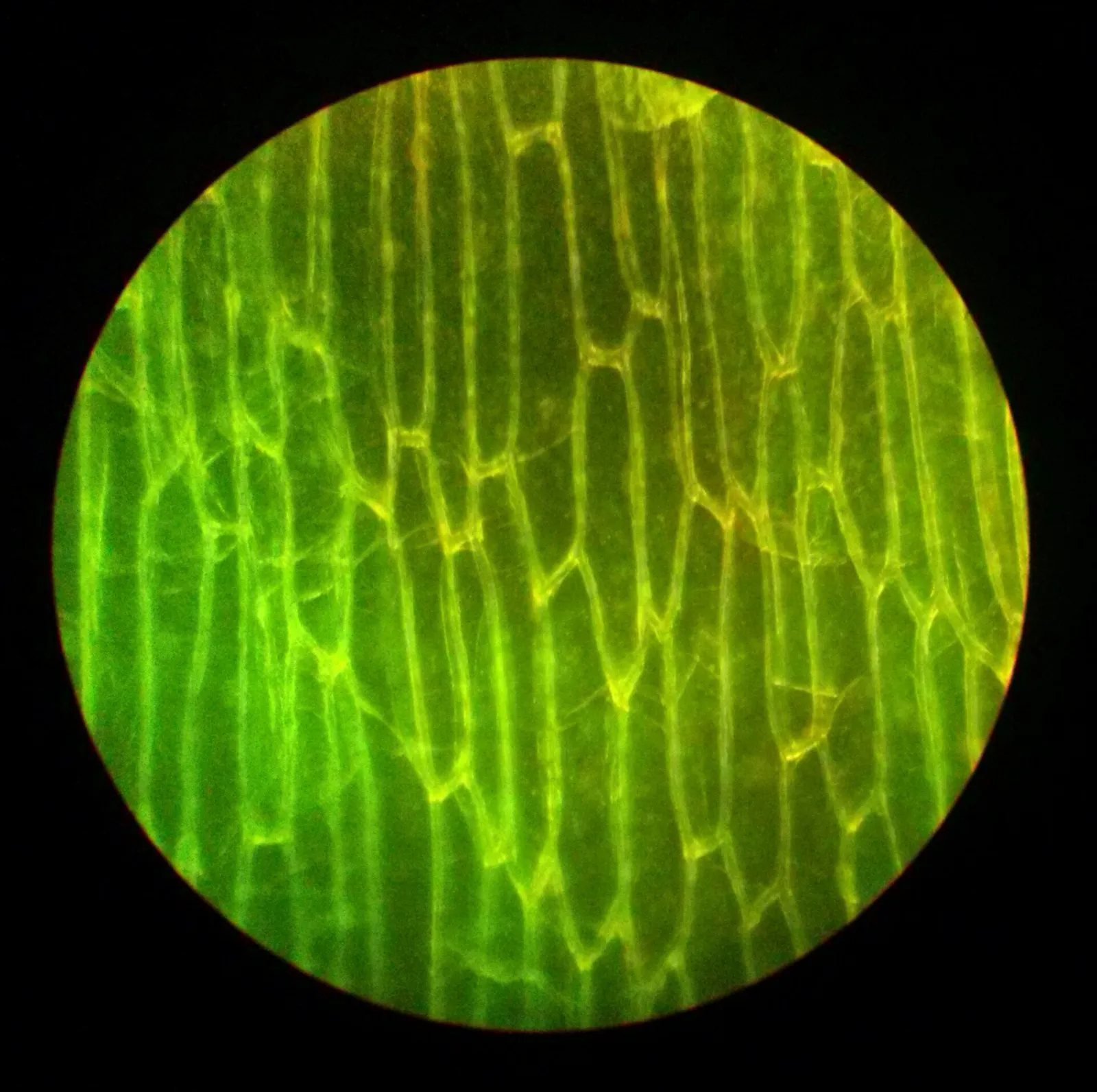 Zellen unter dem Fluoreszenzmikroskop (Symbolbild)