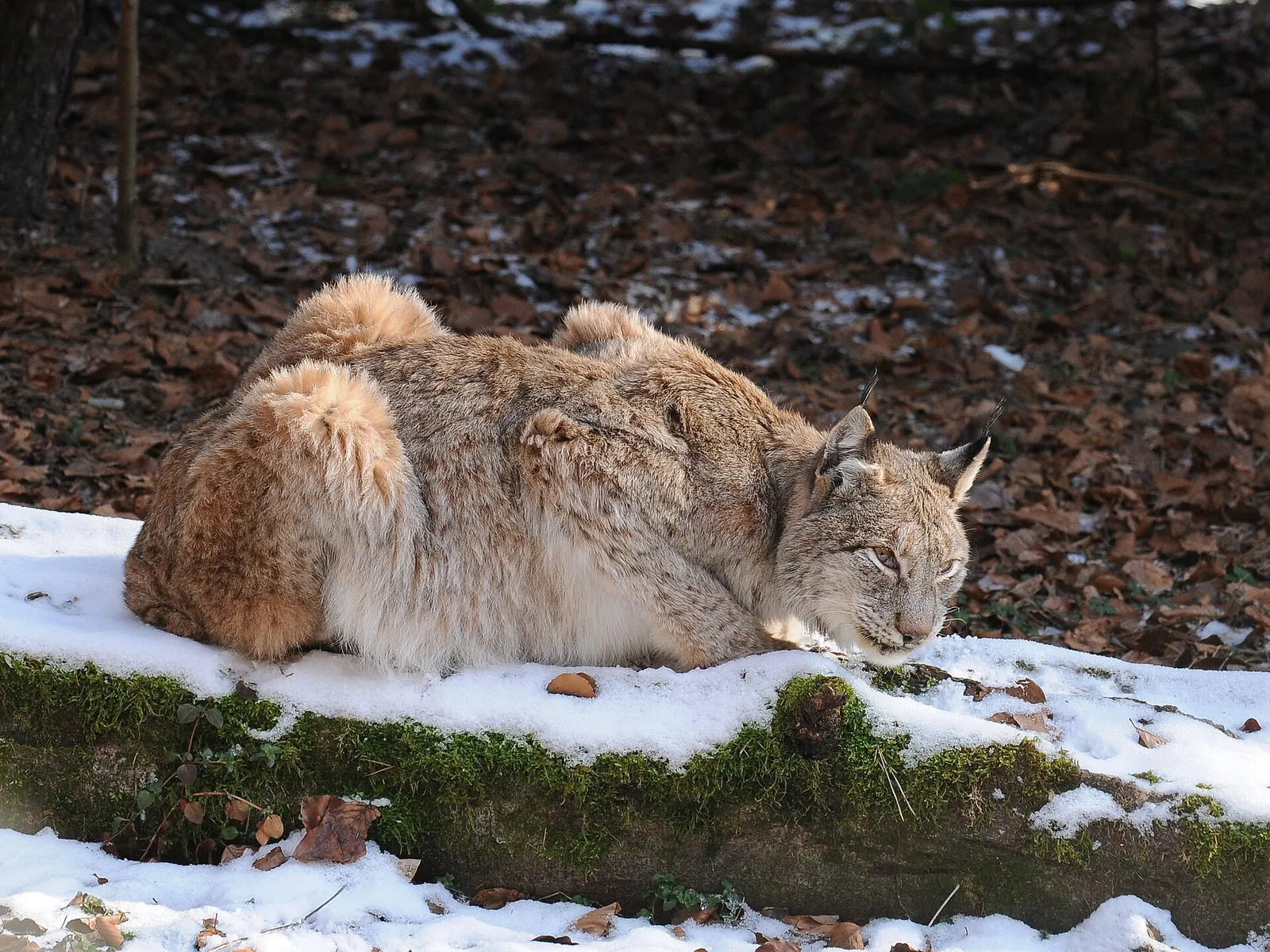 Ein Eurasischer Luchs (Symbolbild)
