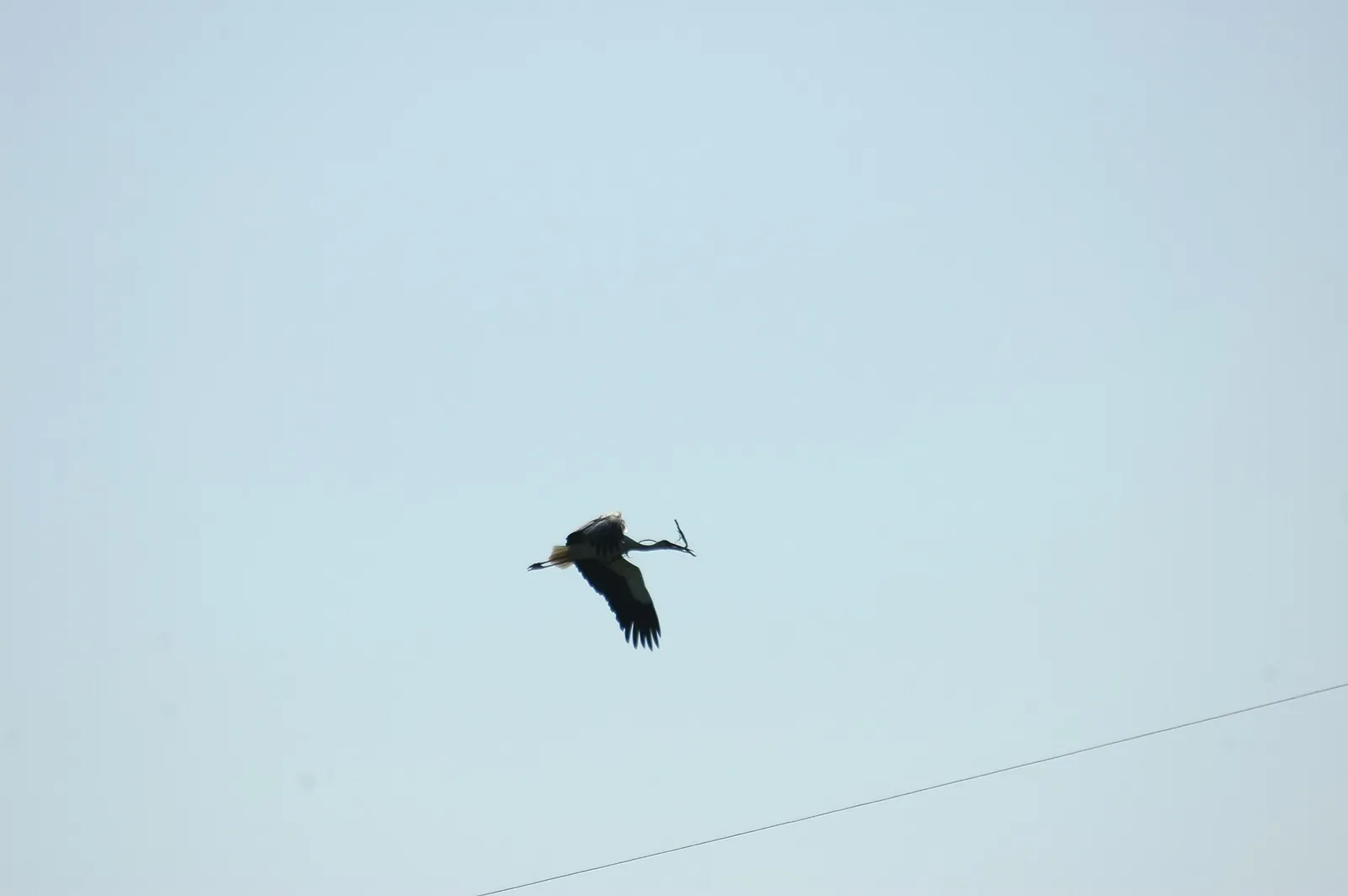 Ein Weißstorch auf seinem Horst
