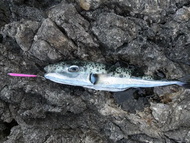 Silberwangen-Kugelfisch (Lagocephalus sceleratus)