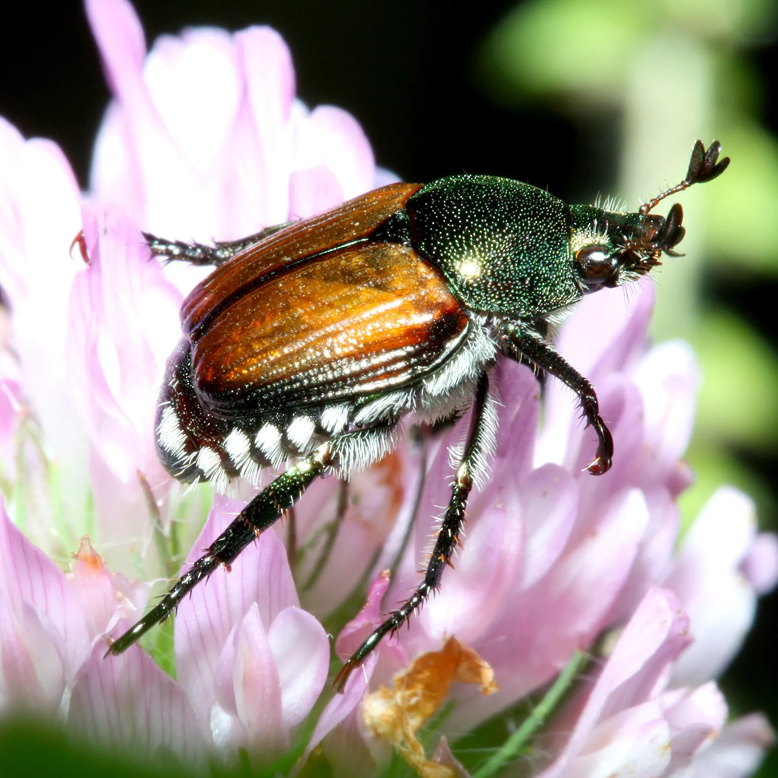 Ein Japankäfer (Popillia japonica)