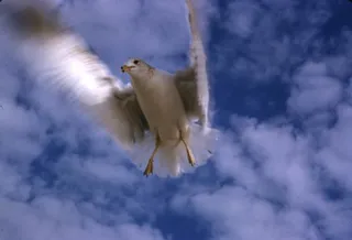 Ein Seevogel im Flug (Symbolbild)