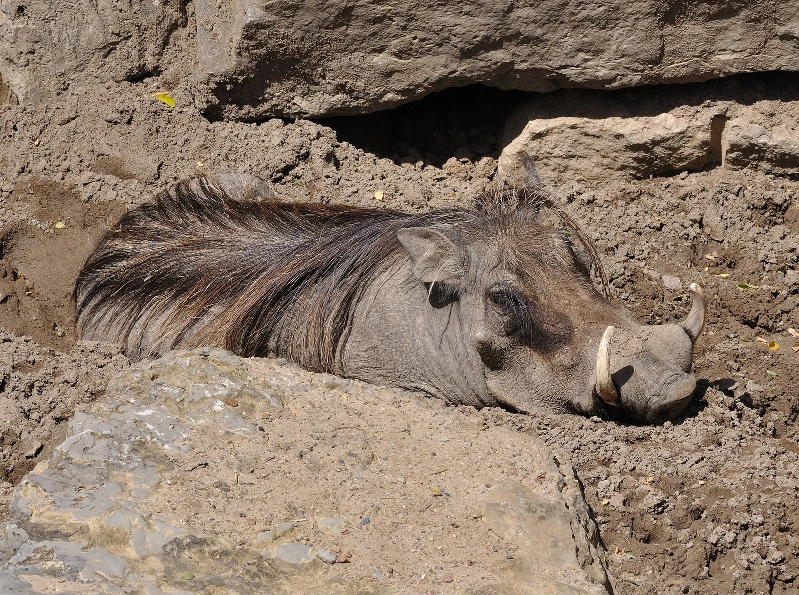 Ein Warzenschwein in der Savanne (Symbolbild)