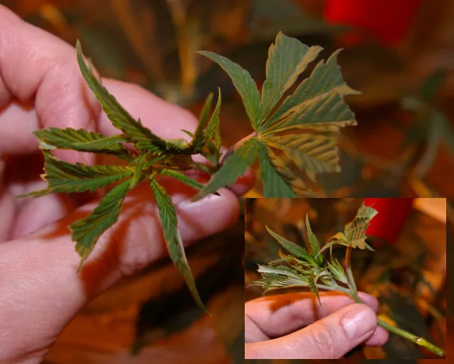 Ein Cannabisblatt (Symbolbild)